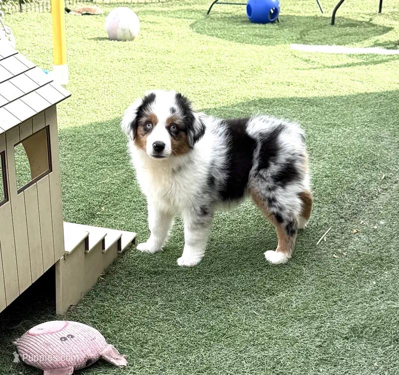Belt “Party” – Miniature American Shepherd puppy for sale in Paxton, IL