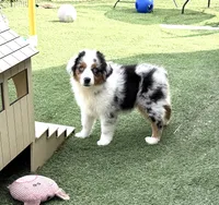 Belt “Party”, a male Miniature American Shepherd for sale in Paxton, IL – 1 of 6