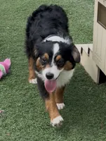 Happy “Hazel”, a female Miniature American Shepherd for sale in Paxton, IL – 9 of 10