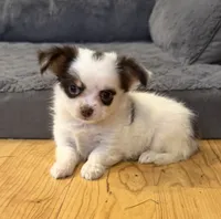 Elsa “Wisty”long coat, a female Chihuahua for sale in Paxton, IL – Photo 1 of 10