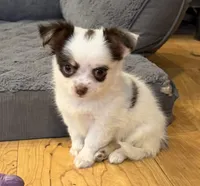 Elsa “Wisty”long coat, a female Chihuahua for sale in Paxton, IL – Photo 2 of 10