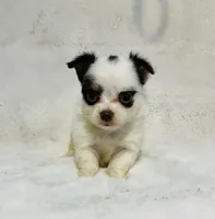 Elsa “Wisty”long coat, a female Chihuahua for sale in Paxton, IL – Photo 5 of 10