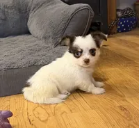 Elsa “Wisty”long coat, a female Chihuahua for sale in Paxton, IL – Photo 10 of 10