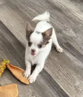 Lilac “Orchid” 2 lbs , a female Chihuahua for sale in Paxton, IL – Photo 9 of 9