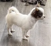 Lilac “Orchid” 2 lbs , a female Chihuahua for sale in Paxton, IL – Photo 6 of 9