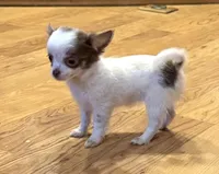 Lilac “Orchid” 2 lbs , a female Chihuahua for sale in Paxton, IL – Photo 7 of 9