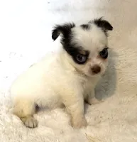 Elsa “Wisty”long coat, a female Chihuahua for sale in Paxton, IL – Photo 9 of 10