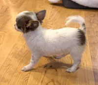 Lilac “Orchid” 2 lbs , a female Chihuahua for sale in Paxton, IL – Photo 8 of 9