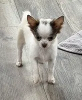 Lilac “Orchid” 2 lbs , a female Chihuahua for sale in Paxton, IL – Photo 2 of 9