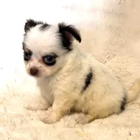 Elsa “Wisty”long coat, a female Chihuahua for sale in Paxton, IL – Photo 8 of 10