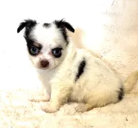 Elsa “Wisty”long coat, a female Chihuahua for sale in Paxton, IL – Photo 3 of 10