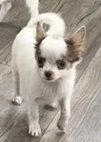 Lilac “Orchid” 2 lbs , a female Chihuahua for sale in Paxton, IL – Photo 5 of 9