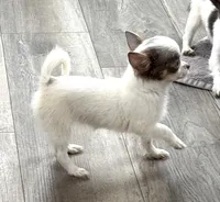 Lilac “Orchid” 2 lbs , a female Chihuahua for sale in Paxton, IL – Photo 3 of 9