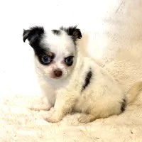 Elsa “Wisty”long coat, a female Chihuahua for sale in Paxton, IL – Photo 7 of 10