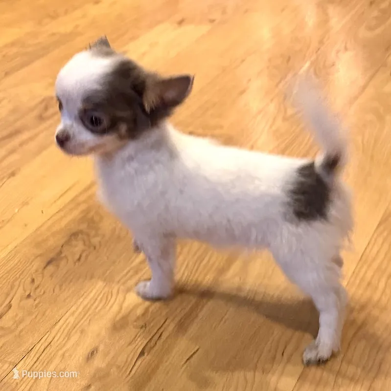 Lilac “Orchid” 2 lbs  – Chihuahua puppy for sale in Paxton, IL