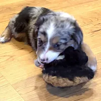 Brooklynn “Brianna”, a female Miniature American Shepherd for sale in Paxton, IL – Photo 5 of 8