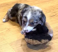 Brooklynn “Brianna”, a female Miniature American Shepherd for sale in Paxton, IL – Photo 5 of 8