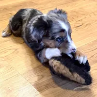Brooklynn “Brianna”, a female Miniature American Shepherd for sale in Paxton, IL – Photo 6 of 8