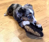 Brooklynn “Brianna”, a female Miniature American Shepherd for sale in Paxton, IL – Photo 6 of 8