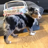 Brooklynn “Brianna”, a female Miniature American Shepherd for sale in Paxton, IL – Photo 4 of 8
