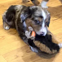 Brooklynn “Brianna”, a female Miniature American Shepherd for sale in Paxton, IL – Photo 8 of 8