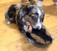Brooklynn “Brianna”, a female Miniature American Shepherd for sale in Paxton, IL – Photo 8 of 8