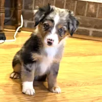 Brooklynn “Brianna”, a female Miniature American Shepherd for sale in Paxton, IL – Photo 1 of 8