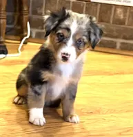 Brooklynn “Brianna”, a female Miniature American Shepherd for sale in Paxton, IL – Photo 1 of 8