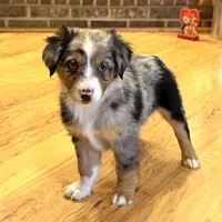 Brooklynn “Brianna”, a female Miniature American Shepherd for sale in Paxton, IL – Photo 2 of 8