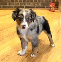 Brooklynn “Brianna”, a female Miniature American Shepherd for sale in Paxton, IL – Photo 2 of 8
