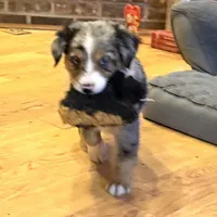 Brooklynn “Brianna”, a female Miniature American Shepherd for sale in Paxton, IL – Photo 7 of 8