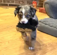 Brooklynn “Brianna”, a female Miniature American Shepherd for sale in Paxton, IL – Photo 7 of 8