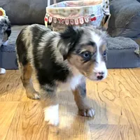 Brooklynn “Brianna”, a female Miniature American Shepherd for sale in Paxton, IL – Photo 3 of 8