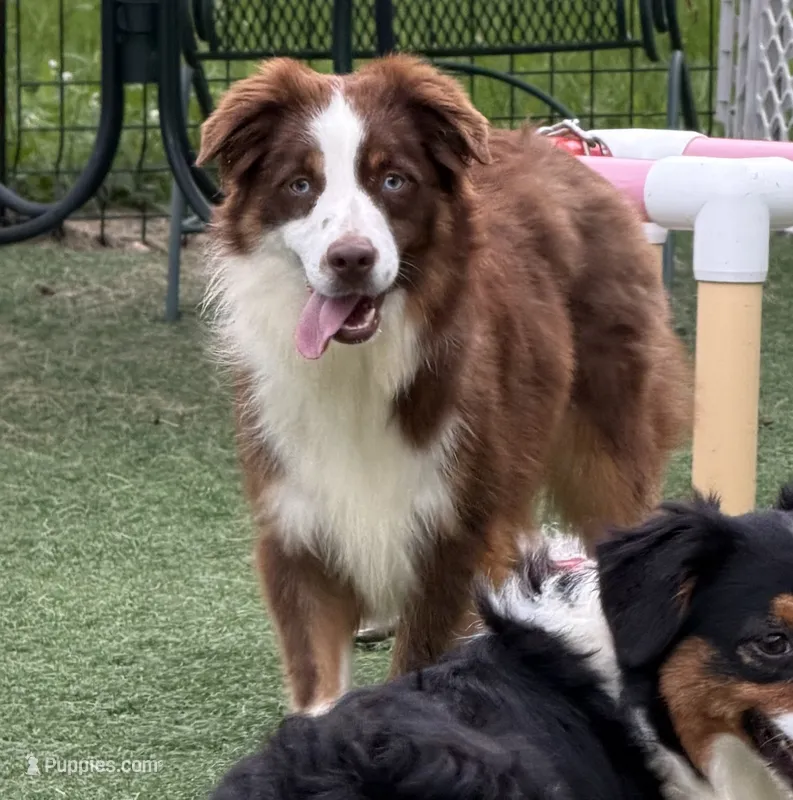 Fern (Lydia) red tri blue eyes – Miniature American Shepherd puppy for sale in Paxton, IL
