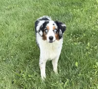 Belt “Party”, a male Miniature American Shepherd for sale in Paxton, IL – 2 of 9