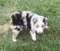 Uno “Beuhla”, a male Miniature American Shepherd for sale in Paxton, IL – 3 of 5