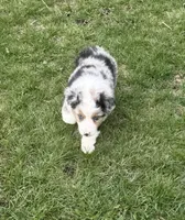 Uno “Beuhla”, a male Miniature American Shepherd for sale in Paxton, IL – 5 of 5