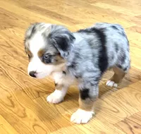 Brennen “Brianna”, a male Miniature American Shepherd for sale in Paxton, IL – Photo 5 of 5