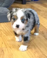 Brennen “Brianna”, a male Miniature American Shepherd for sale in Paxton, IL – Photo 3 of 5