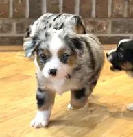 Brennen “Brianna”, a male Miniature American Shepherd for sale in Paxton, IL – Photo 1 of 5