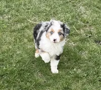 Uno “Beuhla”, a male Miniature American Shepherd for sale in Paxton, IL – 4 of 5