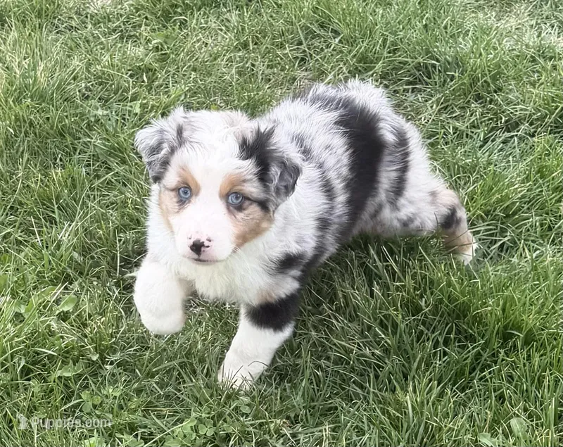 Uno “Beuhla” – Miniature American Shepherd puppy for sale in Paxton, IL