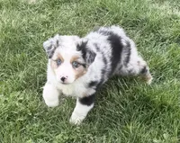 Uno “Beuhla”, a male Miniature American Shepherd for sale in Paxton, IL – 1 of 5