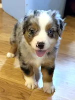 Brennen “Brianna”, a male Miniature American Shepherd for sale in Paxton, IL – Photo 4 of 5