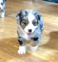 Brennen “Brianna”, a male Miniature American Shepherd for sale in Paxton, IL – Photo 2 of 5