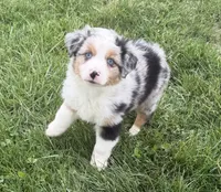 Uno “Beuhla”, a male Miniature American Shepherd for sale in Paxton, IL – 2 of 5