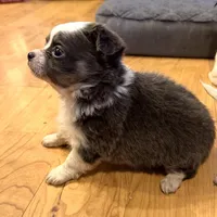 Azalea “Danica”, a female Chihuahua for sale in Paxton, IL – Photo 4 of 6