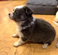 Azalea “Danica”, a female Chihuahua for sale in Paxton, IL – Photo 4 of 6