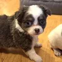 Azalea “Danica”, a female Chihuahua for sale in Paxton, IL – Photo 3 of 6