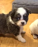 Azalea “Danica”, a female Chihuahua for sale in Paxton, IL – Photo 3 of 6